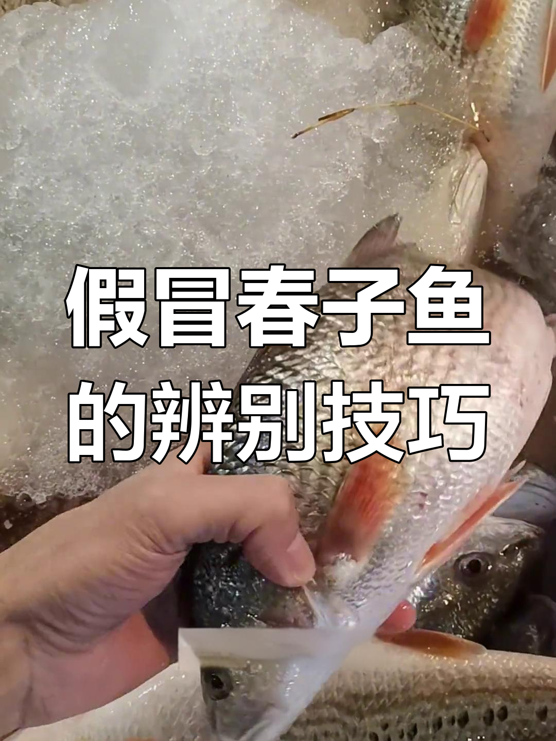 湛江春子鱼与村子的区别,真假难辨