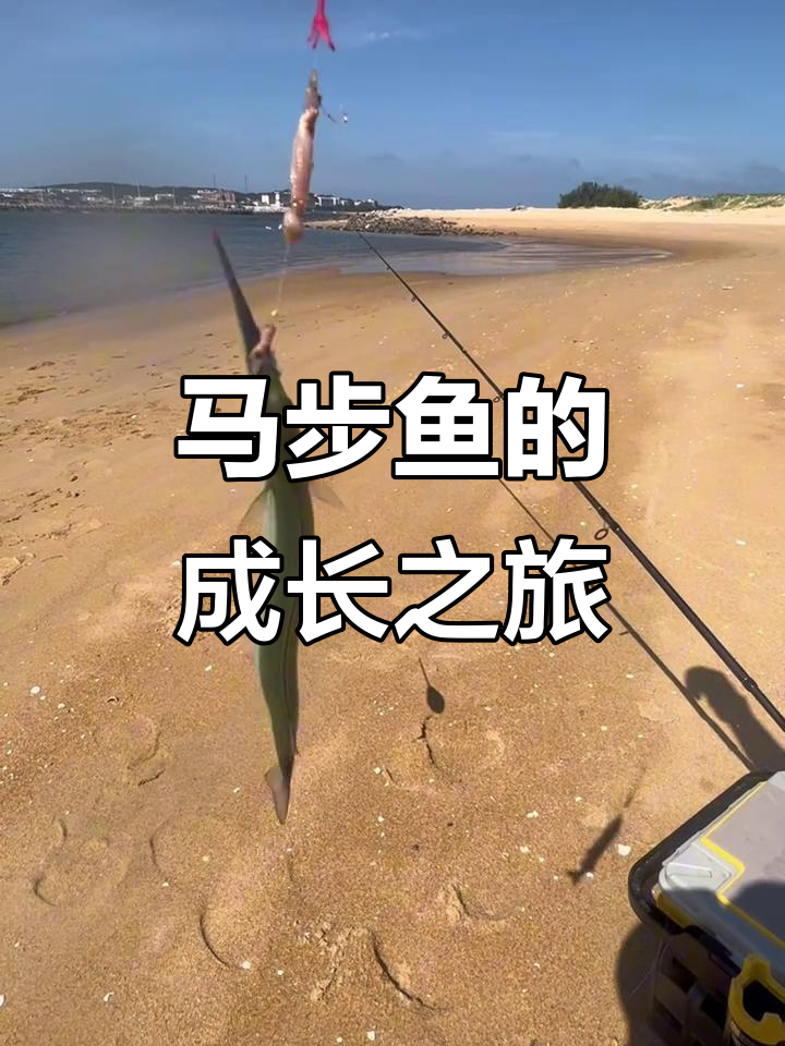 追踪淡水巨怪,马步鱼成长揭秘