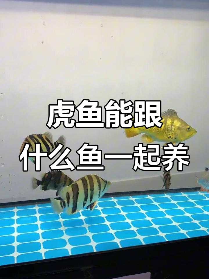 虎鱼混养注意事项:哪些鱼类不适合与虎鱼同住?
