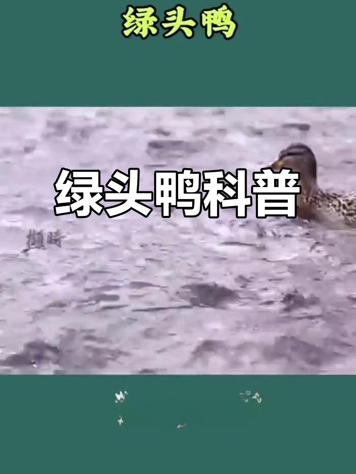 绿头鸭:常见野鸭的美丽与低调