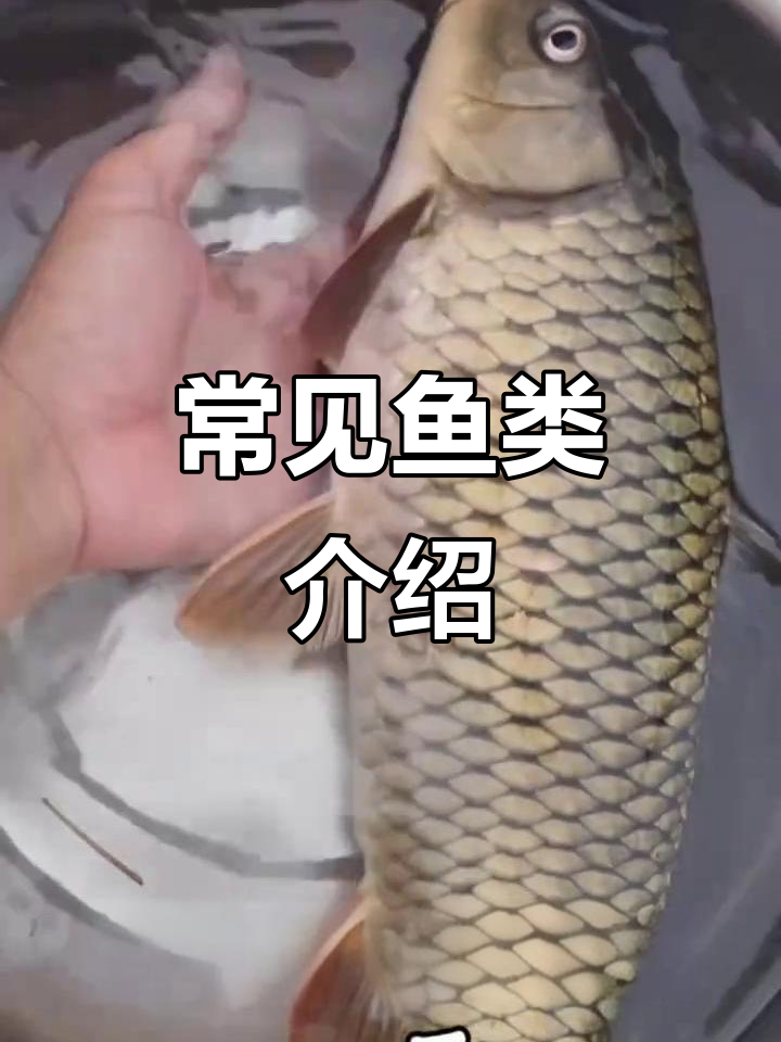 常见鱼类大揭秘:鲤鱼、黑鱼、鲶鱼的烹饪技巧与价格