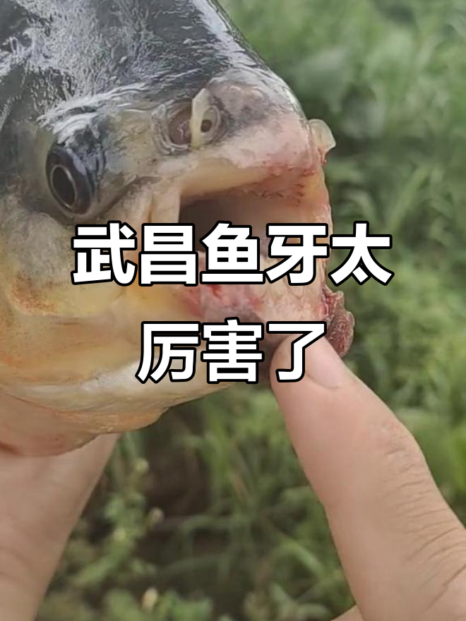 武昌鱼的锋利牙齿,竟然能咬断铅皮!