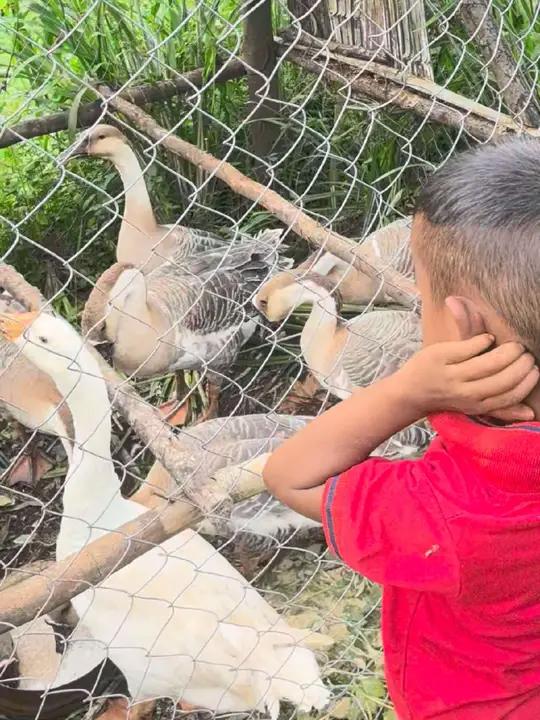 420万买了8只大鹅 先圈养几天，然后就开始果园除草工作，希望鹅群队伍早点壮大；这叫声比狗