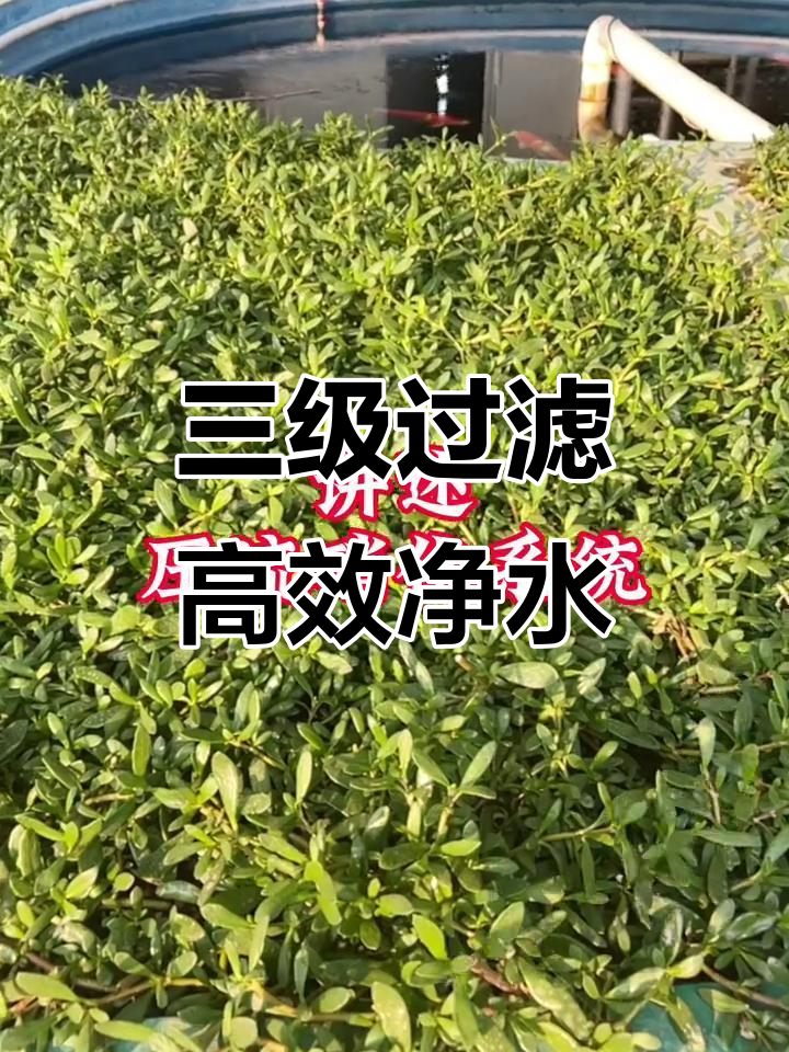 工厂化养虾的生态过滤系统，三重保护让水质更清新