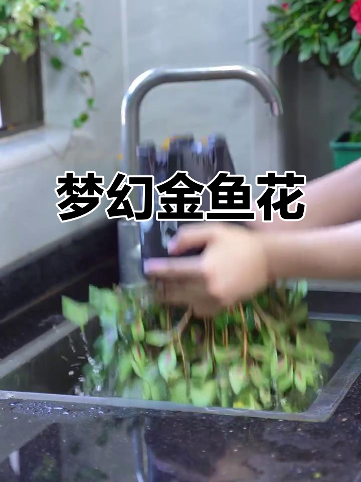 金鱼吊兰盛开，橘红小花如梦似幻，令人陶醉