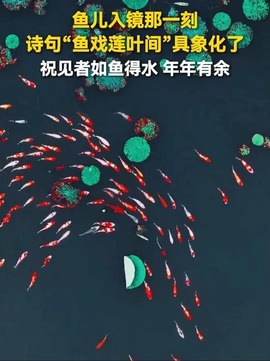 诗句“鱼戏莲叶间”具象化了!祝见者如鱼得水、年年有余!