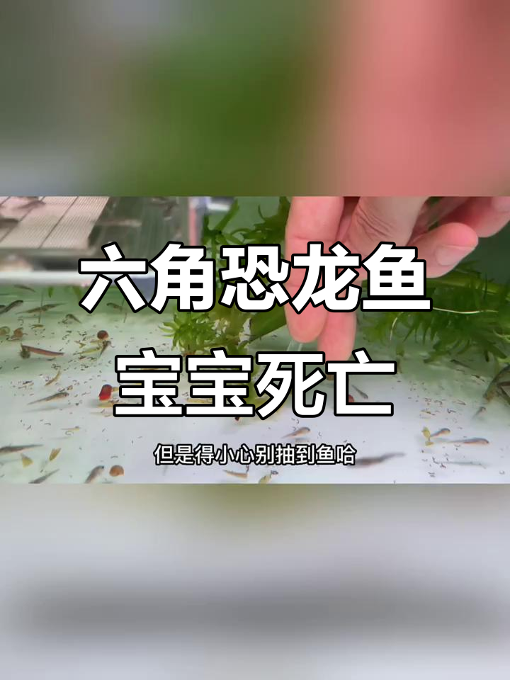 六角恐龙鱼宝宝大量死亡,水质管理成难题
