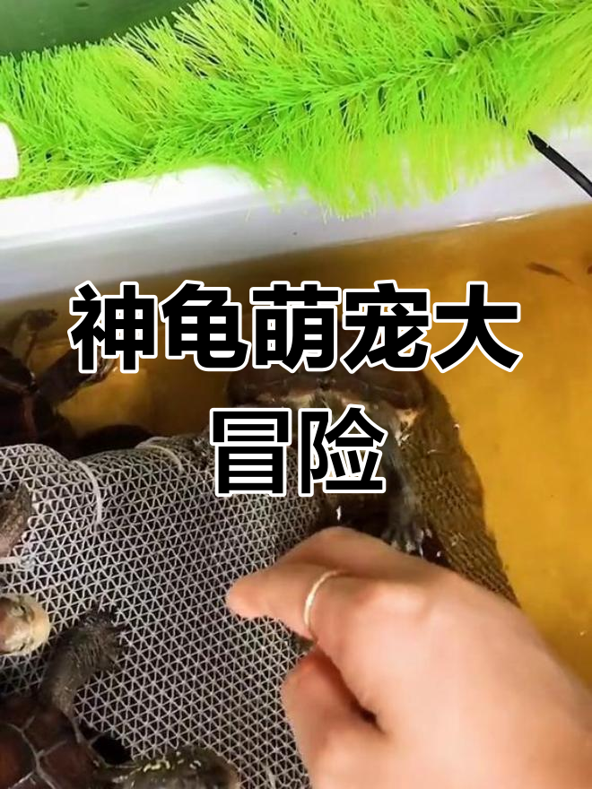 花生鱼花小女与曹操的搞笑互动,神龟召唤大作战