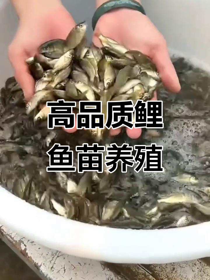 鲤鱼苗养殖,生长迅速口感鲜嫩,生态套养更高效