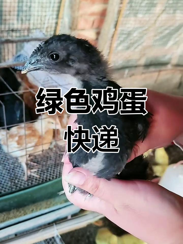 五黑鸡与绿壳蛋,产蛋多且全国可邮