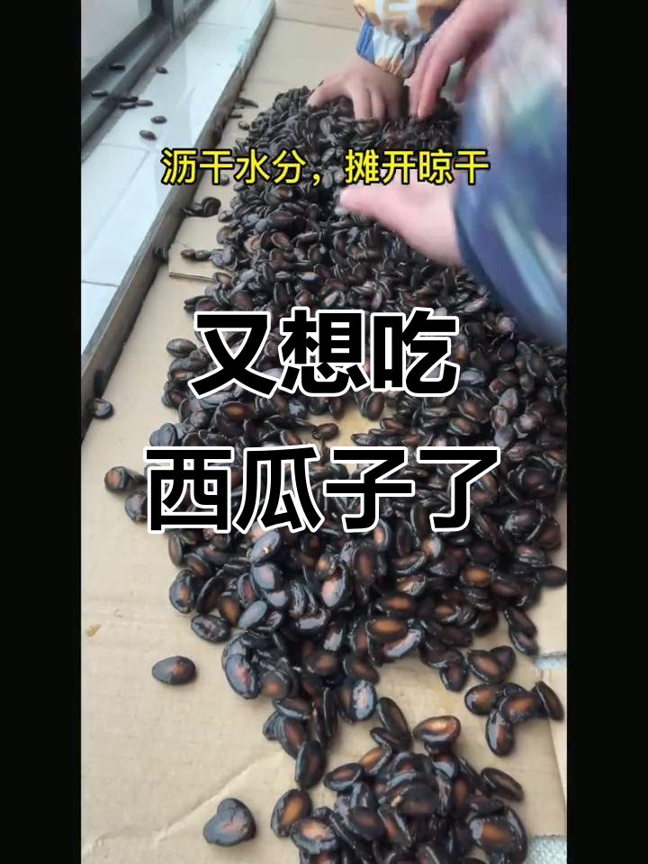 西瓜子又来了,馋到不行!