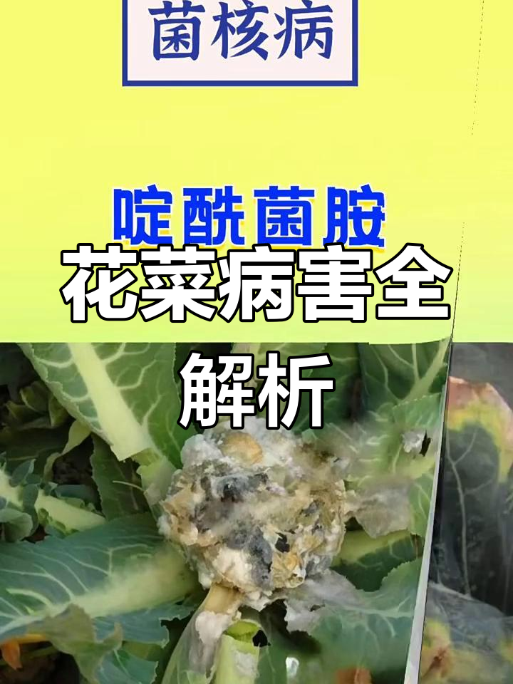 花菜常见15种病虫害图谱与防治方案