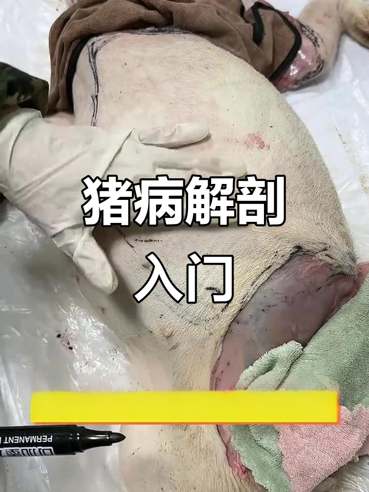 猪病解剖技巧:从扁桃体到淋巴结的全面解析