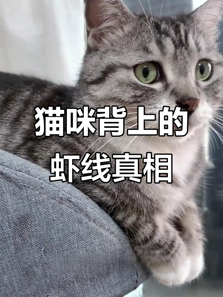 小猫背上怎么有虾线?其实是鱼骨纹!