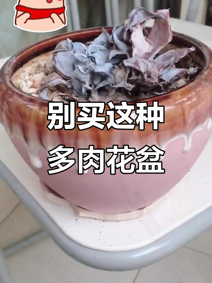 养好多肉，千万别选这种花盆！底部托盘容易积水导致植物死亡