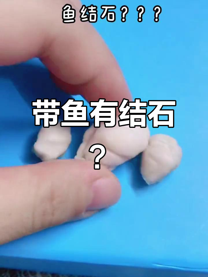 婆婆买带鱼发现三个结石,误以为是病鱼不敢吃