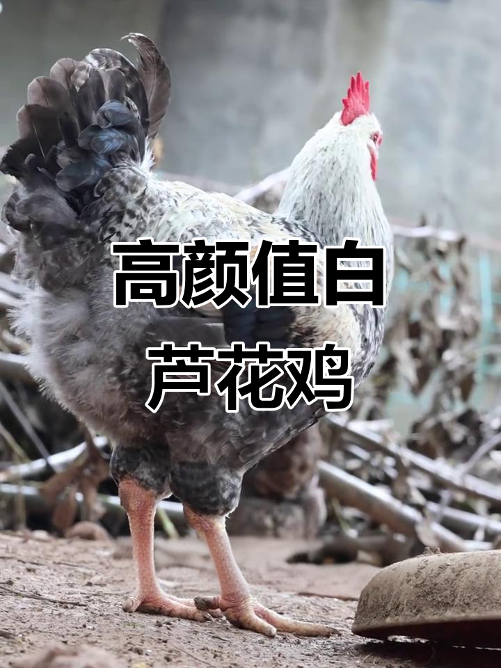 白芦花鸡：颜值高、肉香，但养它费米饭还容易长膘