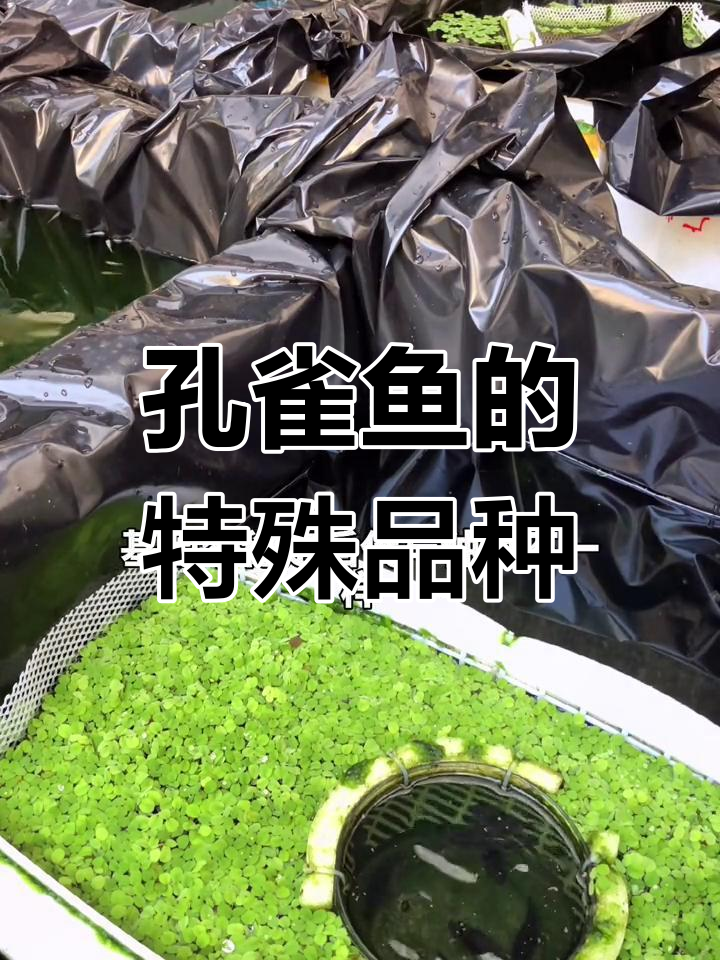 孔雀鱼种类大揭秘:从C型到蝴蝶鳍,你了解吗?