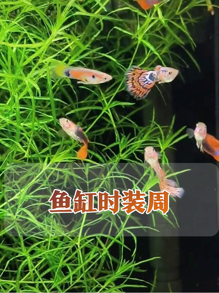 鱼缸秒变海底时装周!孔雀鱼穿“潮服”T台走秀