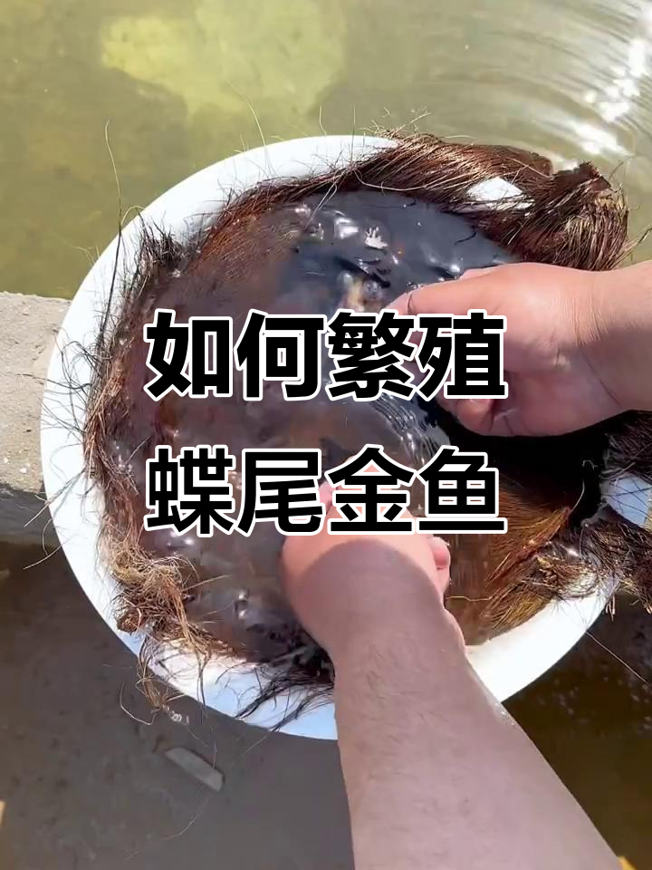 繁殖蝶尾金鱼全攻略,轻松学会人工授精技巧