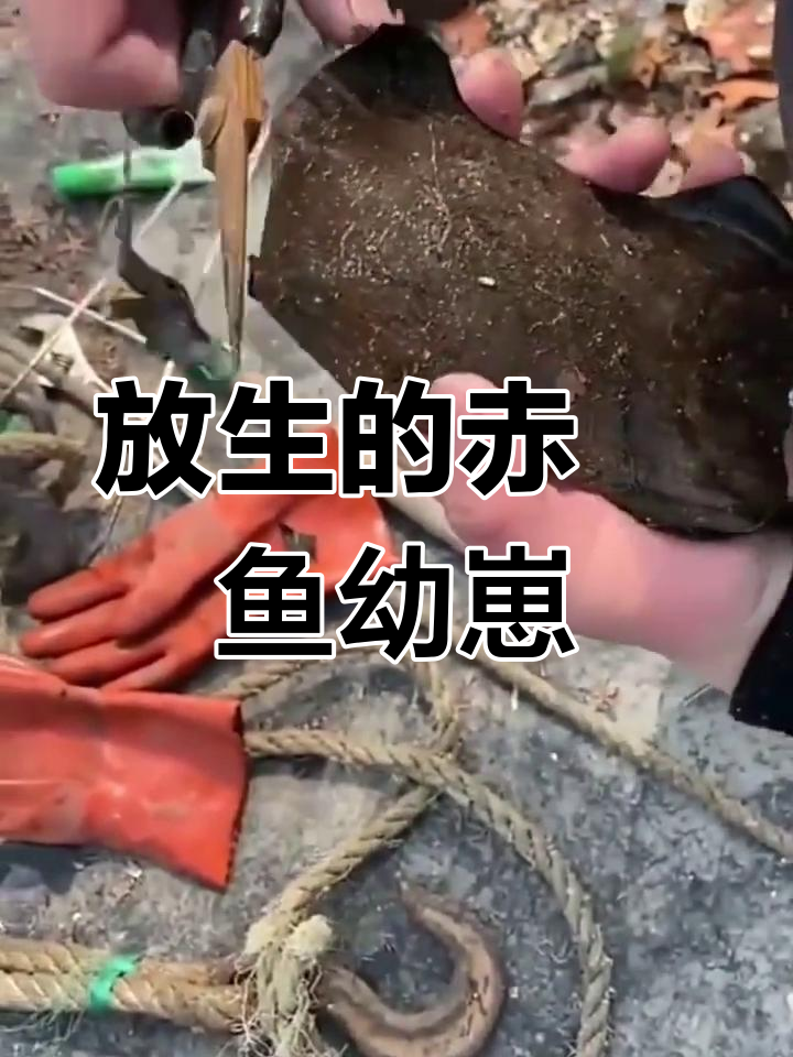 赤魟鱼卵破壳,小鱼被小心翼翼放生