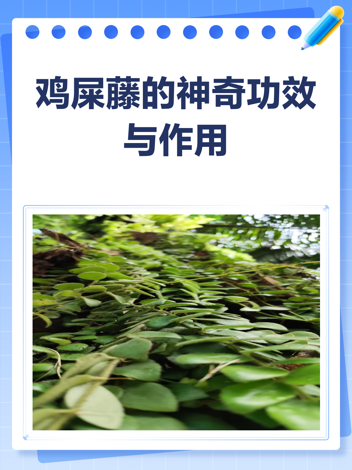 揭秘鸡屎藤!这草药竟能祛风活血还助消化?