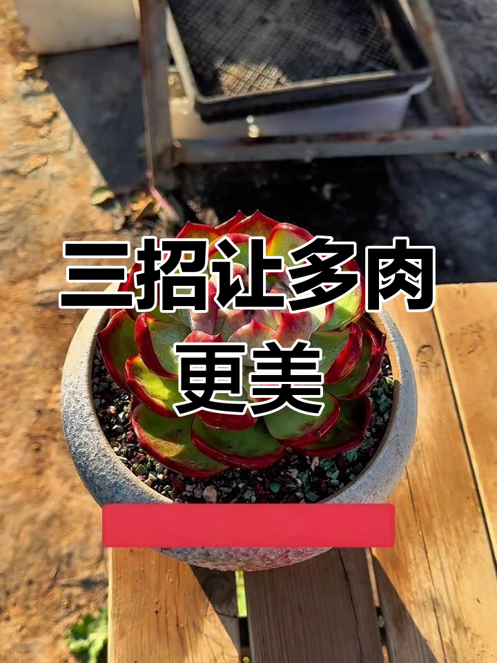 多肉上色技巧大揭秘,低温与磷酸二氢钾助力快速变色