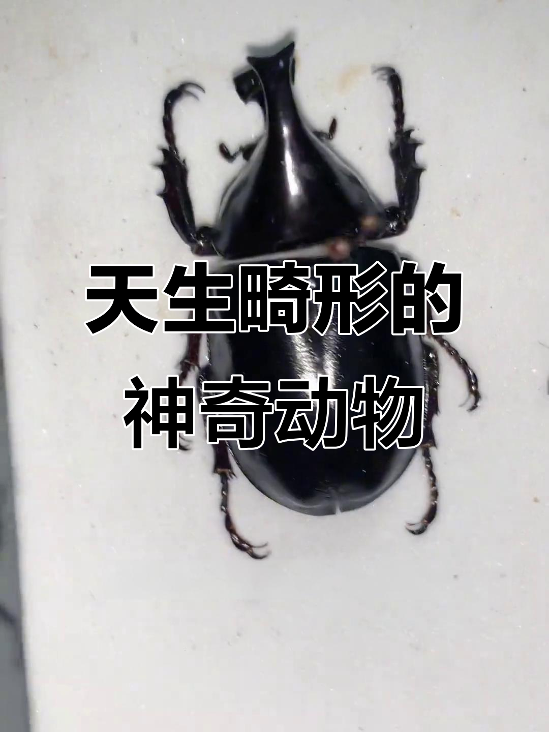 畸形鸡兜背后的秘密,这些昆虫竟然天生如此奇特