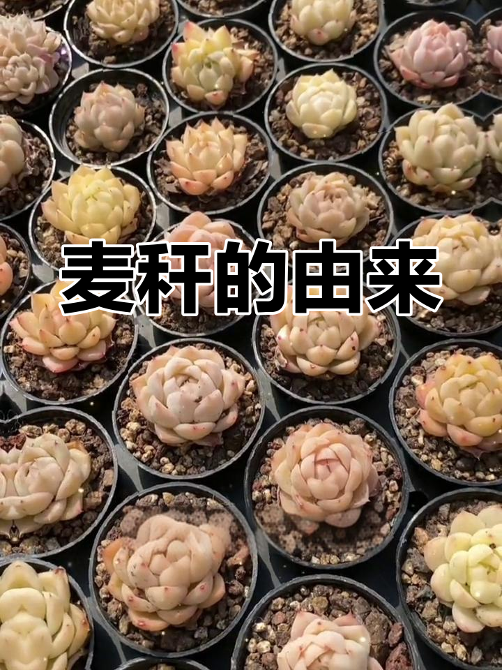 麦秆多肉的起源与性状差异