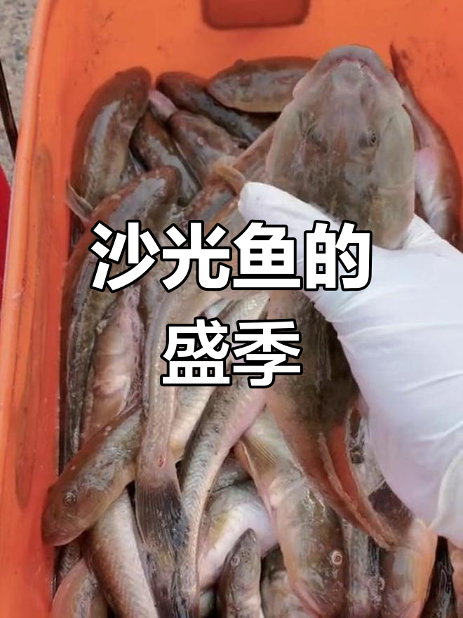 连云港沙光鱼,11月最肥美!