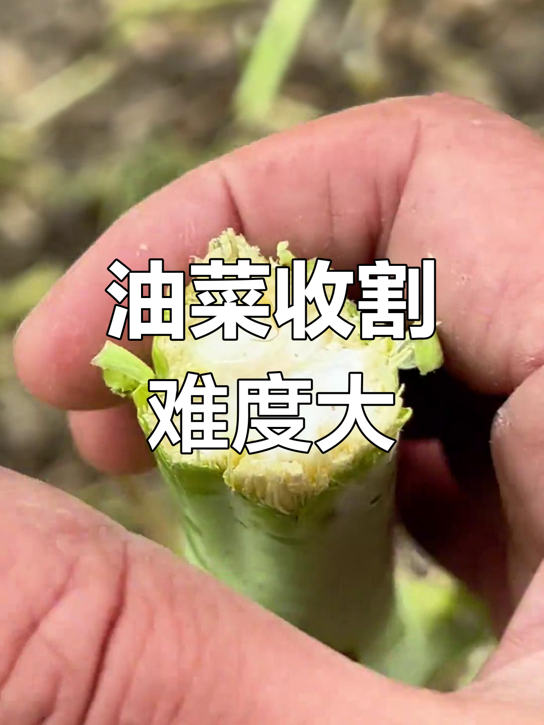 四川油菜收割难,两米多高田地挑战极限