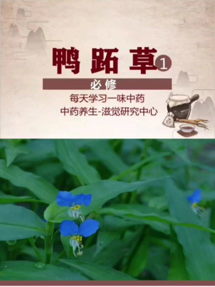 每天一味中药,鸭跖草