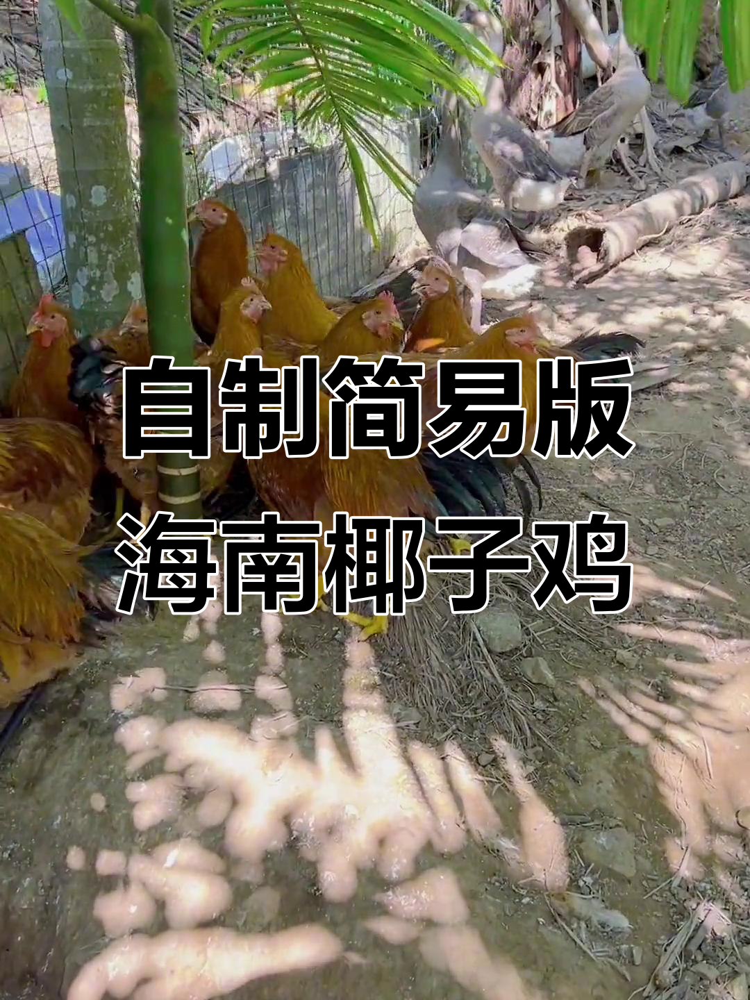 海南椰子鸡的独特做法,果园散养的溜鸡肉质鲜嫩