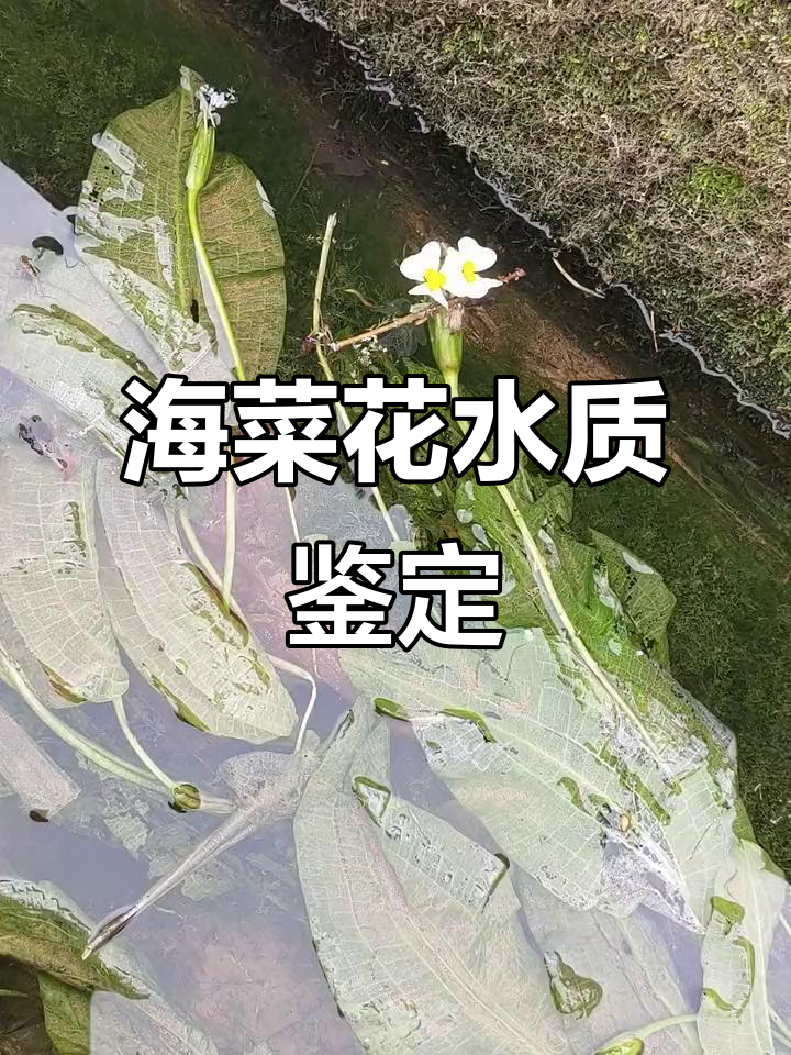 靖西海菜花水质检测器揭秘，如何判断水源质量