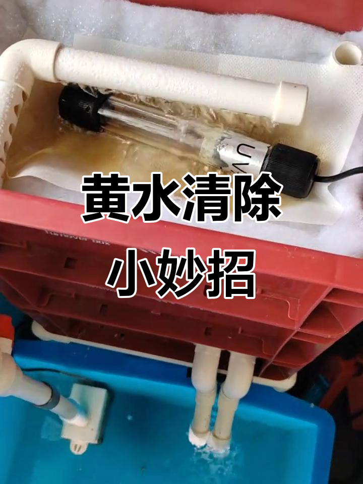 在过滤棉上加吸色纸,鱼缸黄水问题轻松解决!