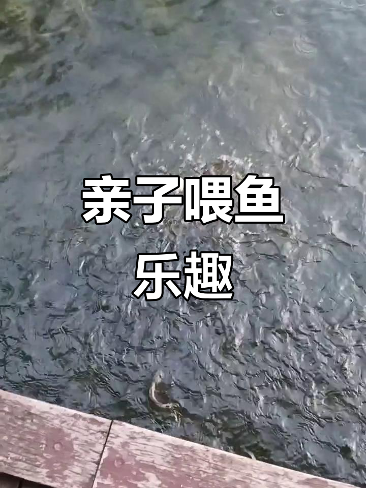 带着孩子喂鱼,大人小孩都乐在其中,小鱼抢食超有趣!