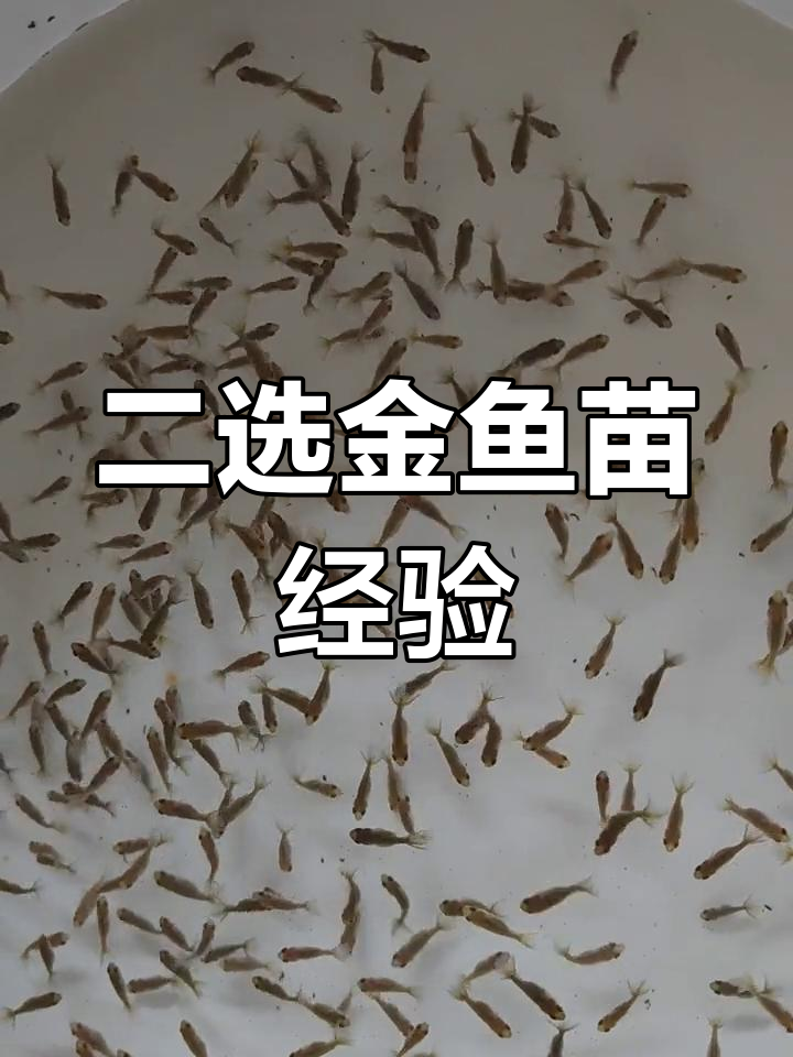 金鱼二选技巧:如何挑选尾形