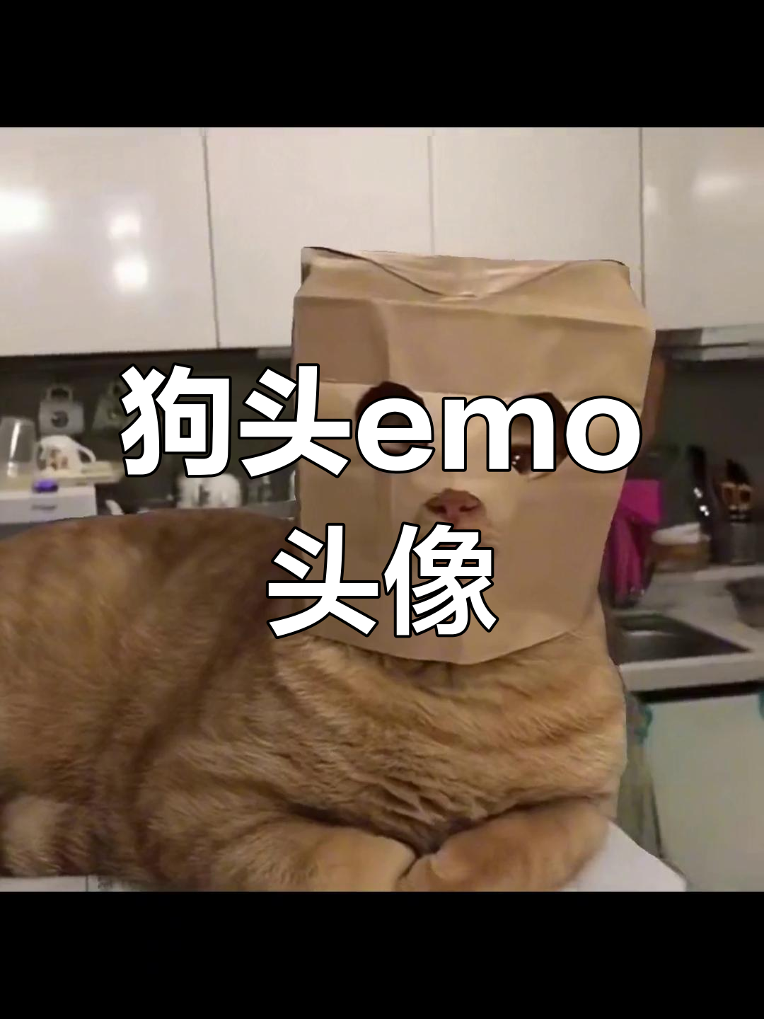 柠檬味狗头表情包