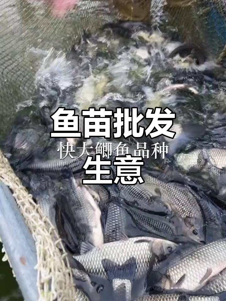 佛山、中山鱼苗批发,放生鲫鱼供应