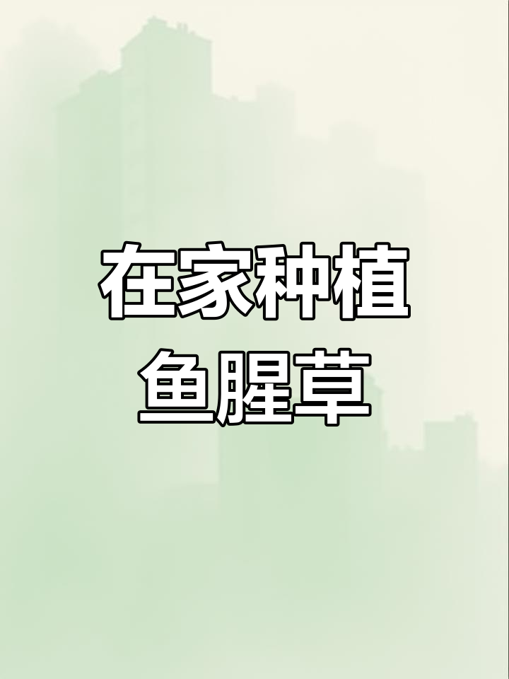 鱼腥草:美丽又实用的草本植物,家里种起来超简单