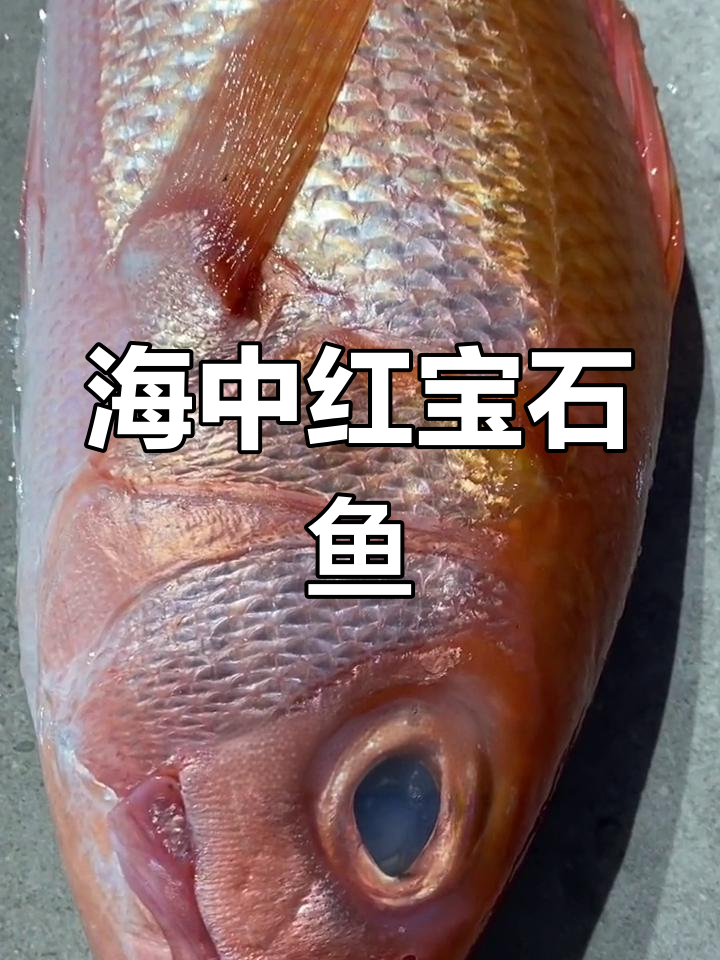 红宝石鱼:顶级海鲜刺身,稀有美味不可挡