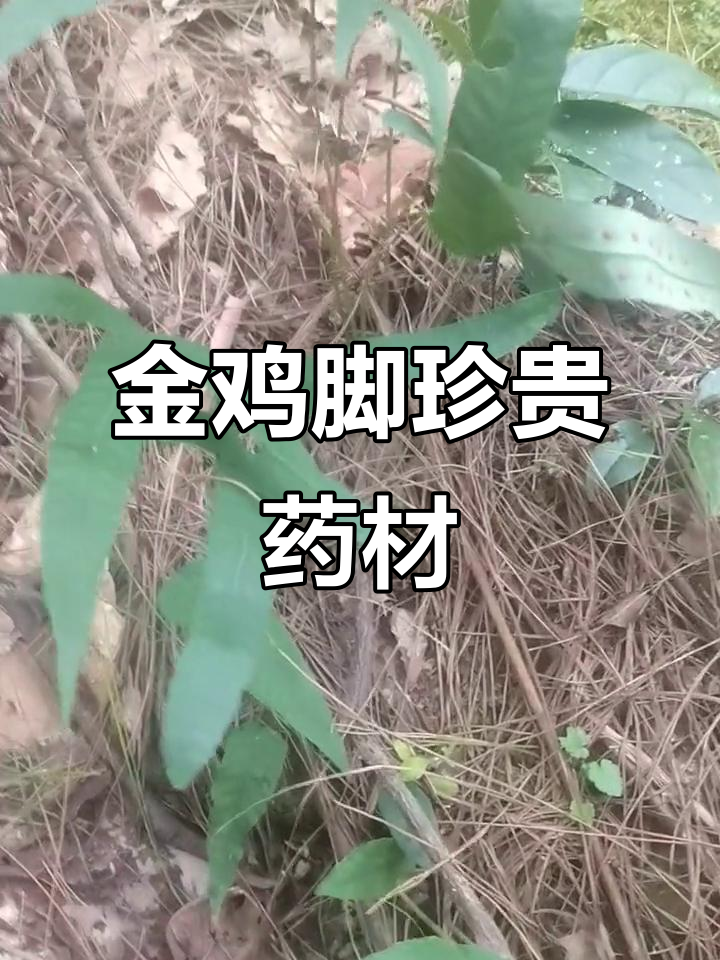 野生金鸡脚药材,深山寻宝之旅