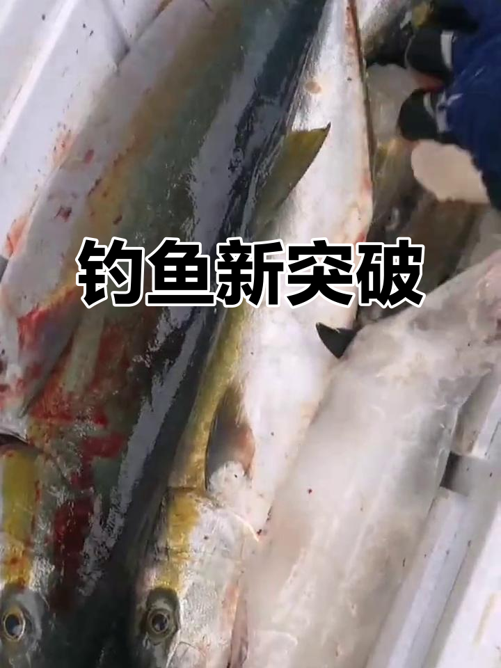 今天又破纪录,六尾黄鲣,最大15斤!