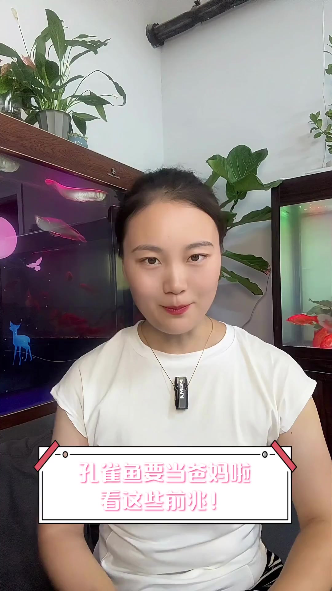 孔雀鱼要当爸妈啦,看这些前兆!