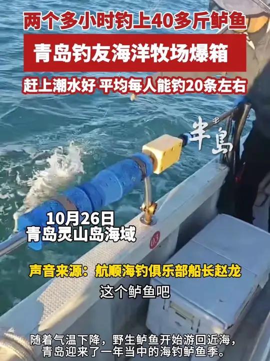 两个多小时钓上40多斤鲈鱼，青岛钓友海洋牧场爆箱，赶上潮水好，平均每人能钓20条左右（半岛