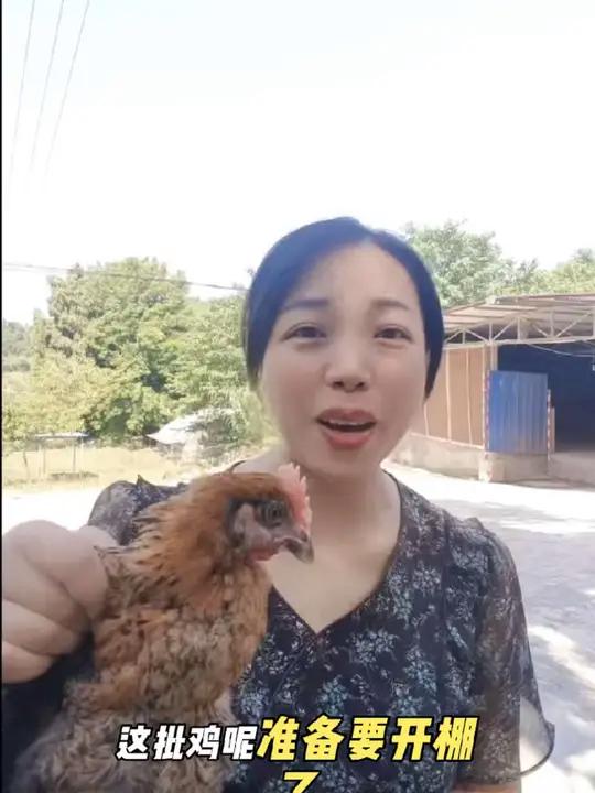 疫苗做完的脱温鸡 40天1.4斤左右 最适合散养的土鸡品种,防疫齐全,拿回家就可以散养了,