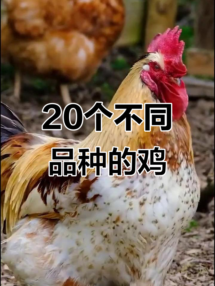 20种奇特鸡品种大揭秘,看看你认识几种?