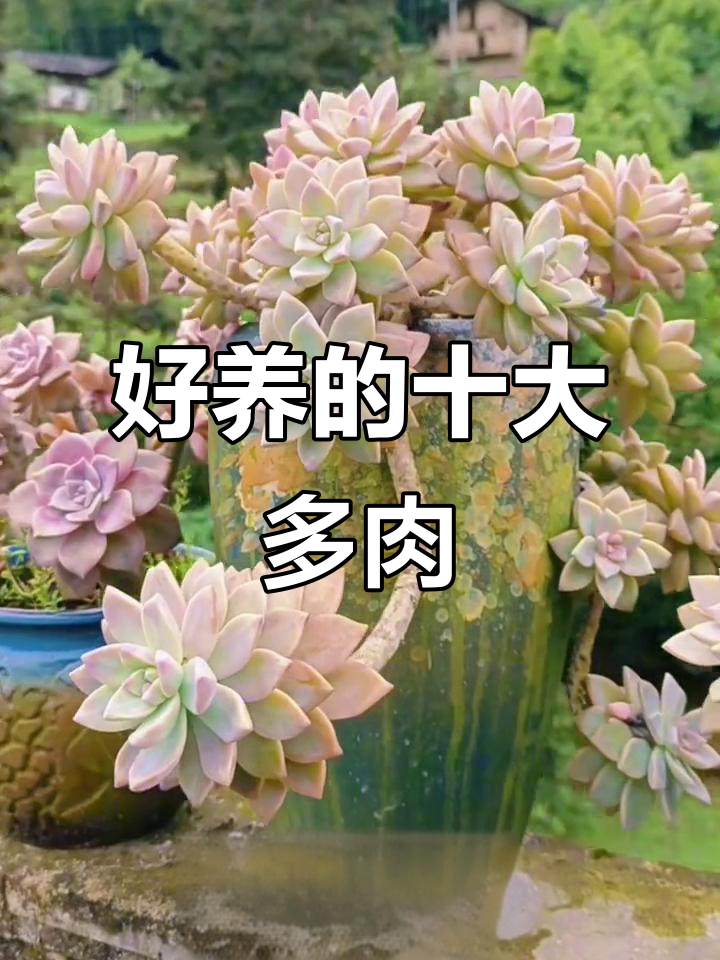 十大最容易养的多肉植物,轻松上手!