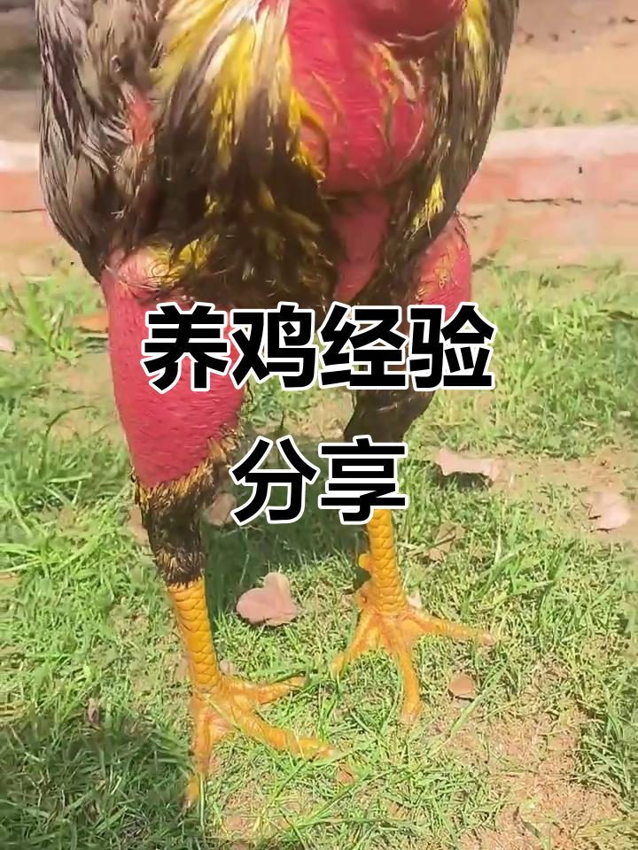 欢迎点赞关注,一起探讨养鸡技巧!