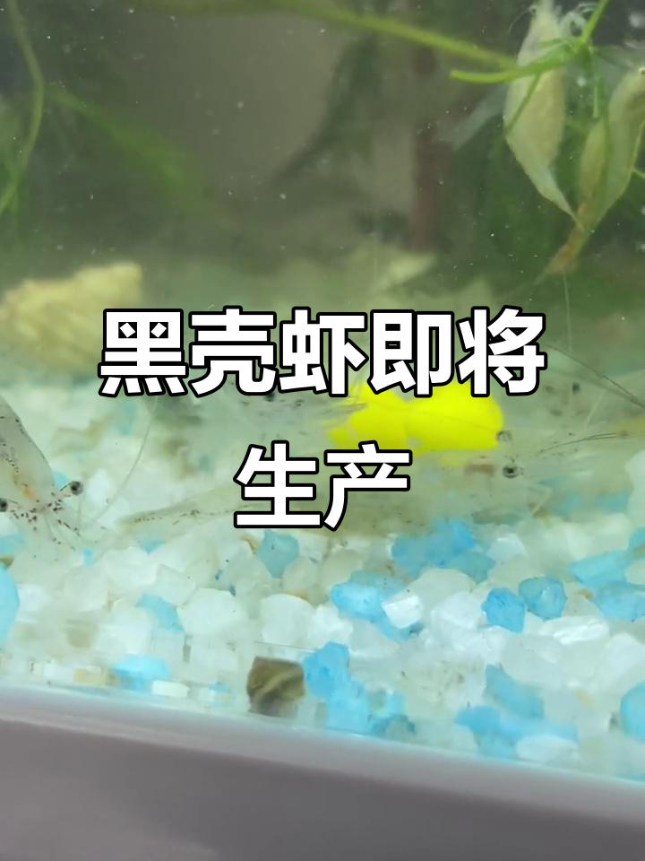 母虾怀孕,黑壳虾的生死时速